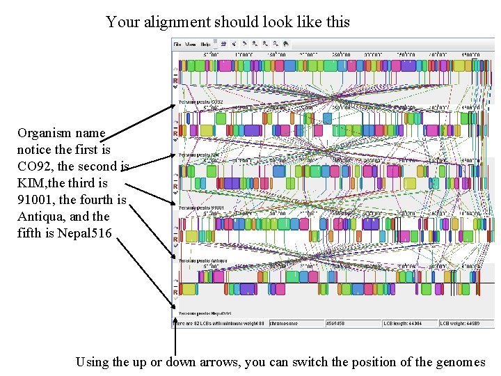 Your alignment should look like this Organism name notice the first is CO 92,