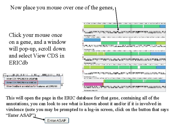 Now place you mouse over one of the genes, Click your mouse once on