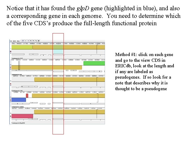 Notice that it has found the glp. D gene (highlighted in blue), and also
