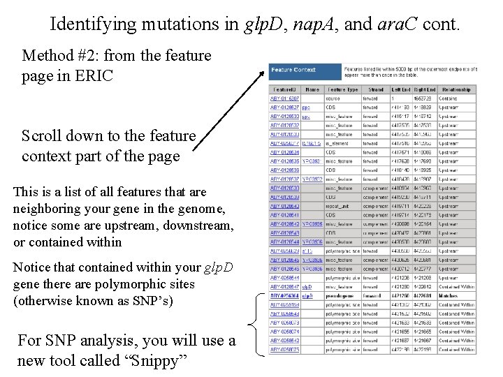 Identifying mutations in glp. D, nap. A, and ara. C cont. Method #2: from
