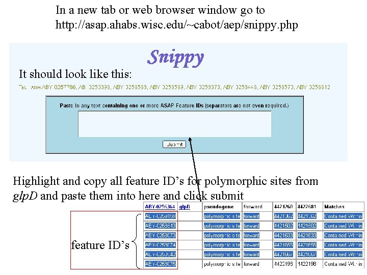 In a new tab or web browser window go to http: //asap. ahabs. wisc.