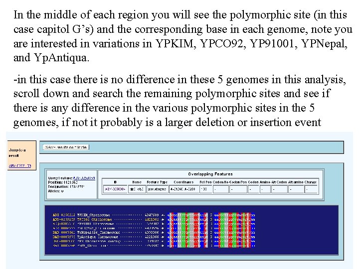 In the middle of each region you will see the polymorphic site (in this
