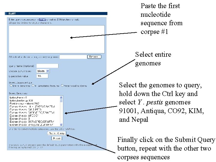 Paste the first nucleotide sequence from corpse #1 Select entire genomes Select the genomes