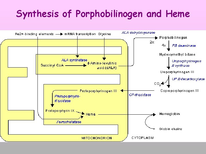 Synthesis of Porphobilinogen and Heme 