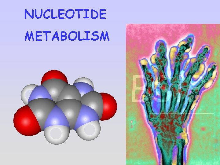 NUCLEOTIDE METABOLISM 