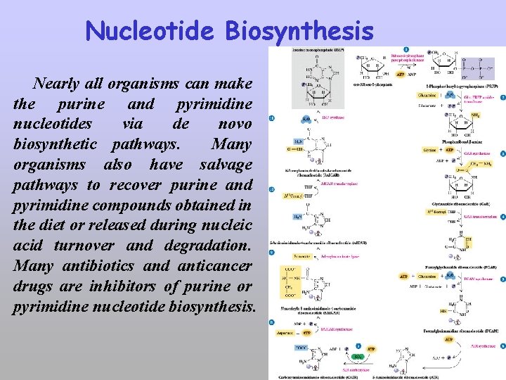 Nucleotide Biosynthesis Nearly all organisms can make the purine and pyrimidine nucleotides via de