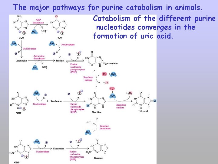 The major pathways for purine catabolism in animals. Catabolism of the different purine nucleotides