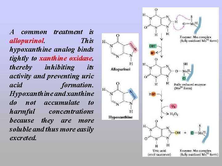 A common treatment is allopurinol. This hypoxanthine analog binds tightly to xanthine oxidase, thereby