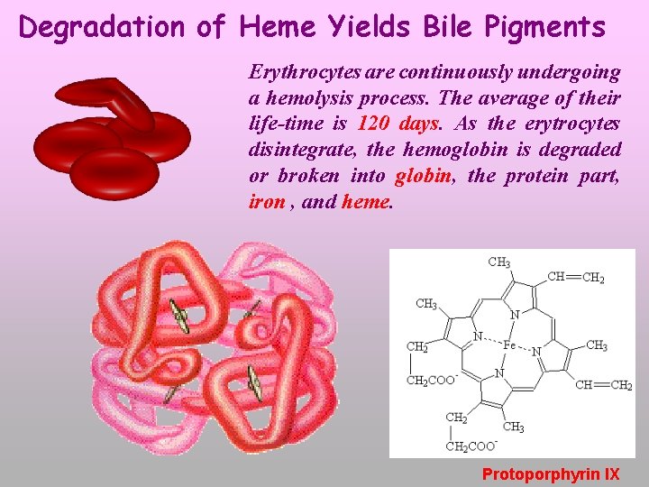 Degradation of Heme Yields Bile Pigments Erythrocytes are continuously undergoing a hemolysis process. The