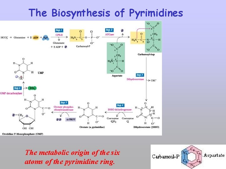 The Biosynthesis of Pyrimidines The metabolic origin of the six atoms of the pyrimidine