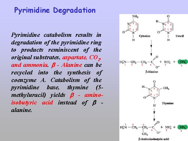 Pyrimidine Degradation Pyrimidine catabolism results in degradation of the pyrimidine ring to products reminiscent