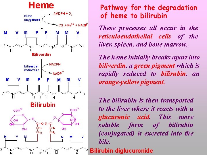 Pathway for the degradation of heme to bilirubin These processes all occur in the
