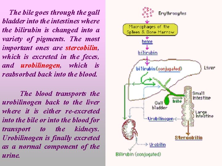 The bile goes through the gall bladder into the intestines where the bilirubin is