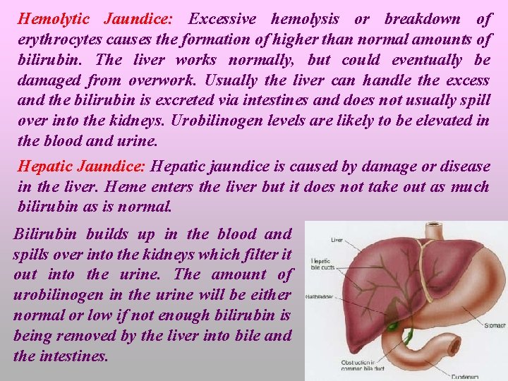 Hemolytic Jaundice: Excessive hemolysis or breakdown of erythrocytes causes the formation of higher than