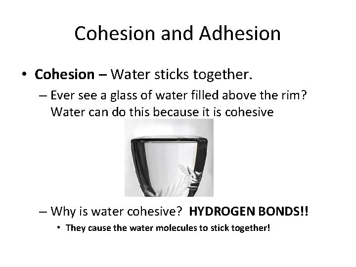 Cohesion and Adhesion • Cohesion – Water sticks together. – Ever see a glass