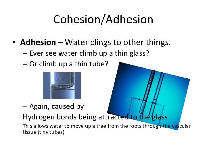 Cohesion/Adhesion • Adhesion – Water clings to other things. – Ever see water climb