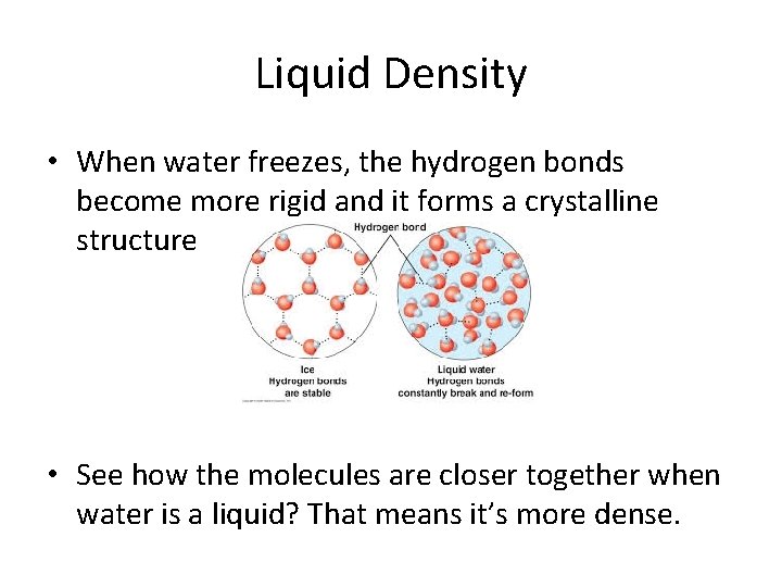 Liquid Density • When water freezes, the hydrogen bonds become more rigid and it