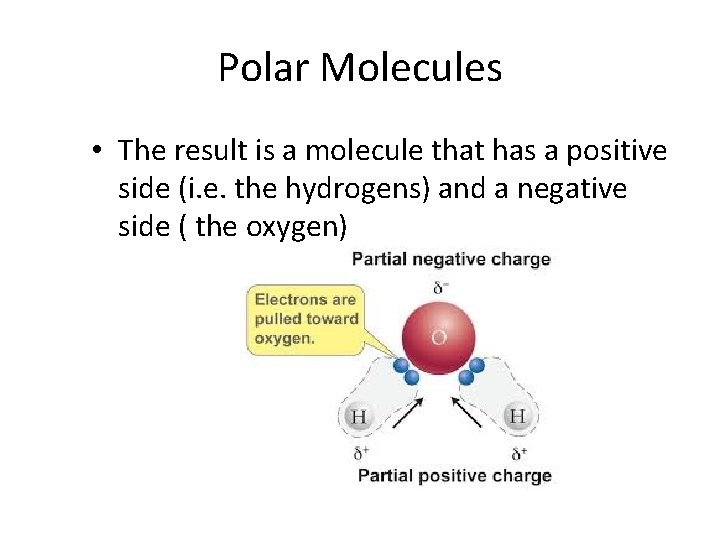 Polar Molecules • The result is a molecule that has a positive side (i.