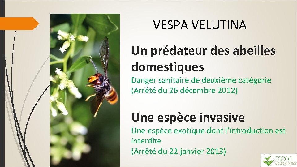 VESPA VELUTINA Un prédateur des abeilles domestiques Danger sanitaire de deuxième catégorie (Arrêté du