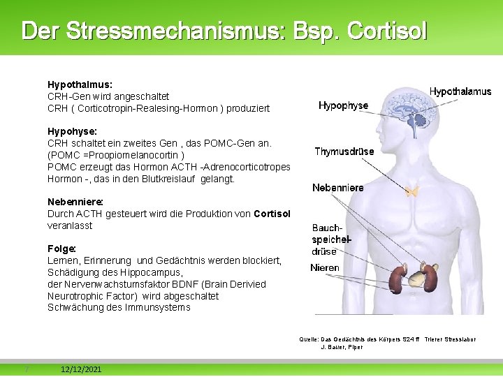 Der Stressmechanismus: Bsp. Cortisol Hypothalmus: CRH-Gen wird angeschaltet CRH ( Corticotropin-Realesing-Hormon ) produziert Hypohyse: