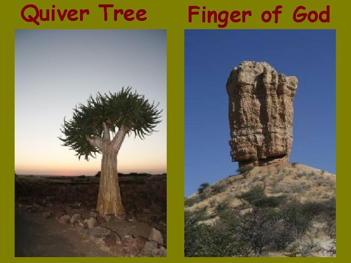 Quiver Tree Finger of God 