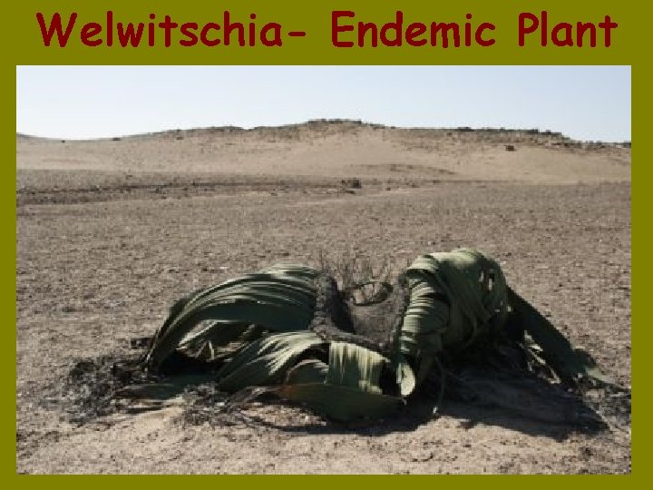 Welwitschia- Endemic Plant 