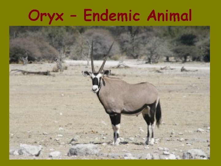 Oryx – Endemic Animal 
