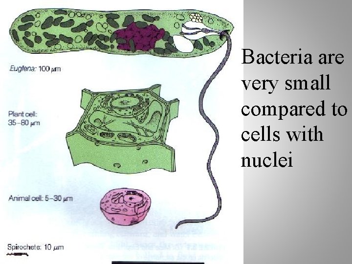 Bacteria are very small compared to cells with nuclei 12 