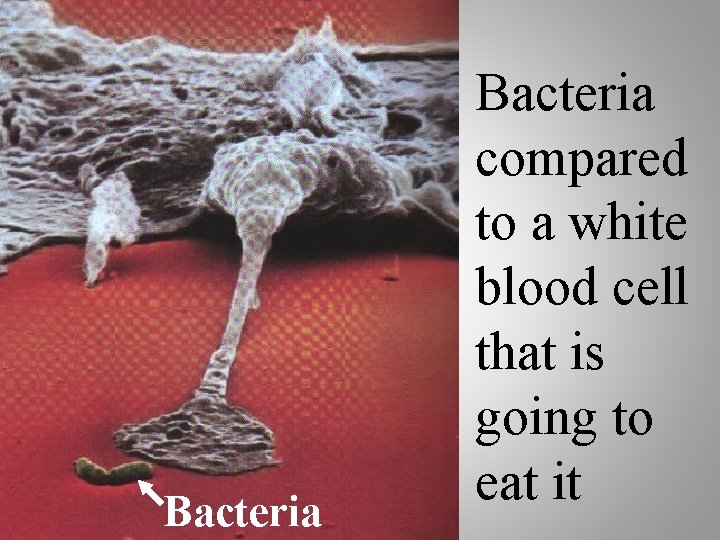 13 Bacteria compared to a white blood cell that is going to eat it