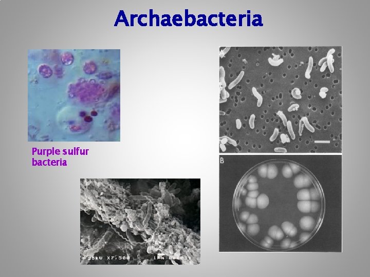 Archaebacteria Purple sulfur bacteria 