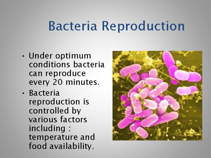Bacteria Reproduction • Under optimum conditions bacteria can reproduce every 20 minutes. • Bacteria