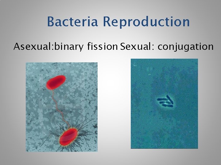 Bacteria Reproduction Asexual: binary fission Sexual: conjugation 
