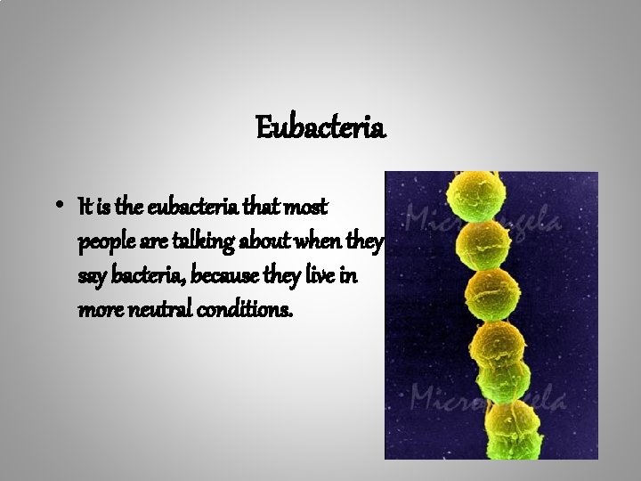 Eubacteria • It is the eubacteria that most people are talking about when they