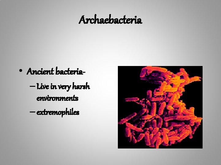 Archaebacteria • Ancient bacteria– Live in very harsh environments – extremophiles 