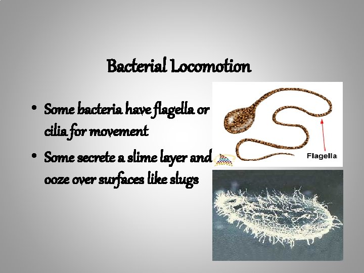 Bacterial Locomotion • Some bacteria have flagella or cilia for movement • Some secrete