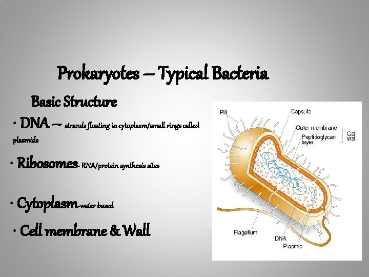 Prokaryotes – Typical Bacteria Basic Structure • DNA – strands floating in cytoplasm/small rings