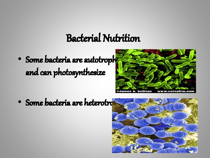 Bacterial Nutrition • Some bacteria are autotrophs and can photosynthesize • Some bacteria are