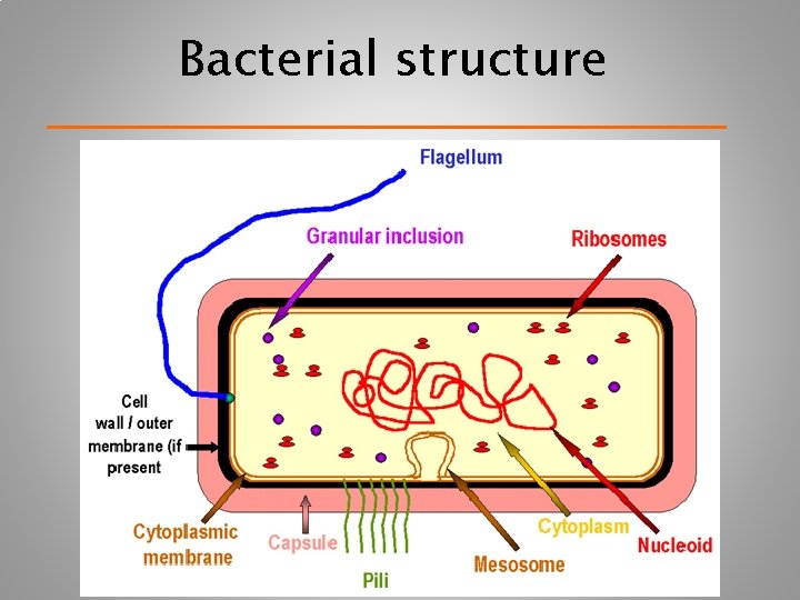 Bacterial structure 