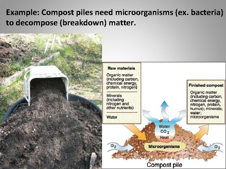 Example: Compost piles need microorganisms (ex. bacteria) to decompose (breakdown) matter. 