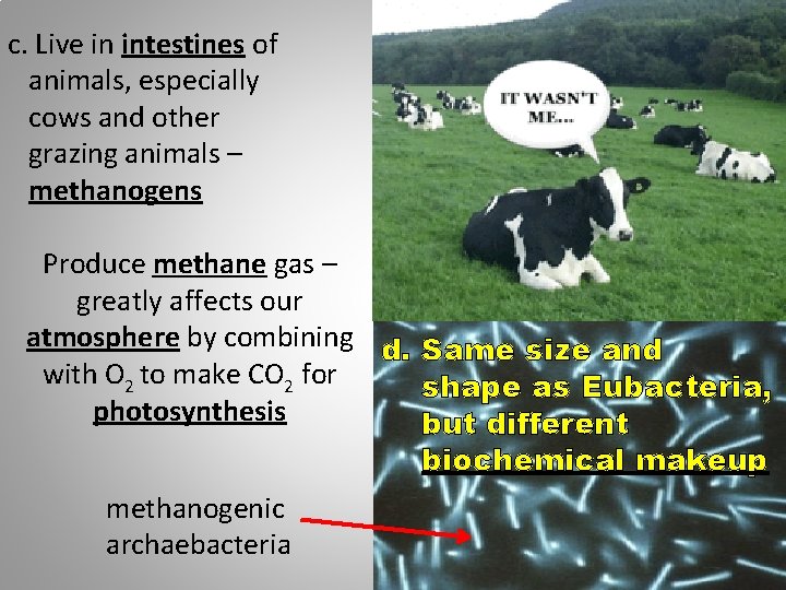 c. Live in intestines of animals, especially cows and other grazing animals – methanogens