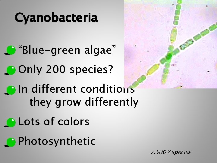 Cyanobacteria “Blue-green algae” Only 200 species? In different conditions they grow differently Lots of