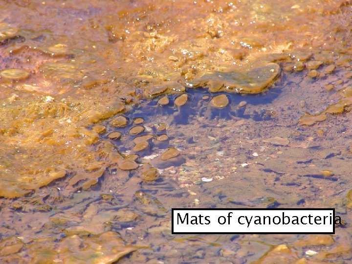 Mats of cyanobacteria 