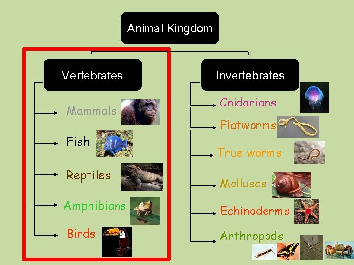 Animal Kingdom Vertebrates Mammals Fish Reptiles Invertebrates Cnidarians Flatworms True worms Molluscs Amphibians Echinoderms