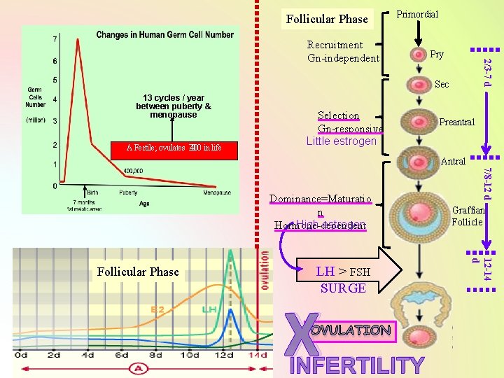 Follicular Phase Primordial Pry 2/3 -7 d Recruitment Gn-independent Sec 13 cycles / year