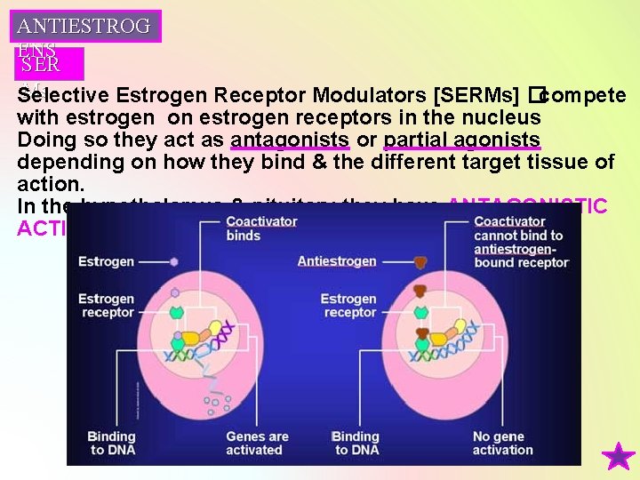 ANTIESTROG ENS SER Ms Selective Estrogen Receptor Modulators [SERMs] �compete with estrogen on estrogen