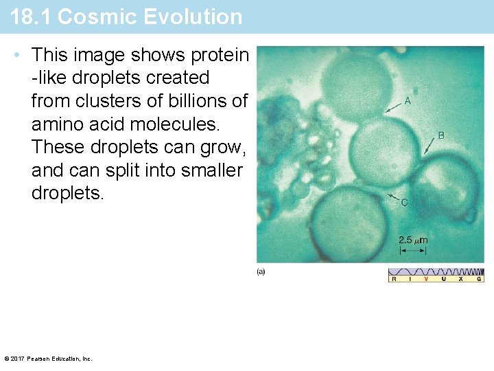 18. 1 Cosmic Evolution • This image shows protein -like droplets created from clusters