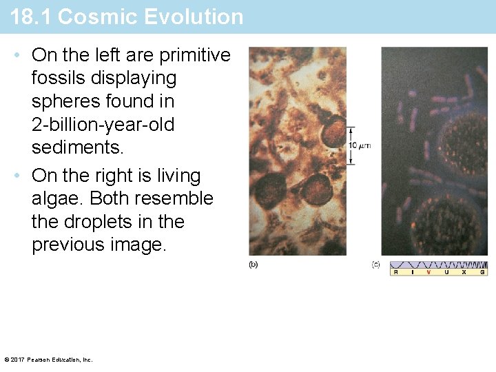 18. 1 Cosmic Evolution • On the left are primitive fossils displaying spheres found