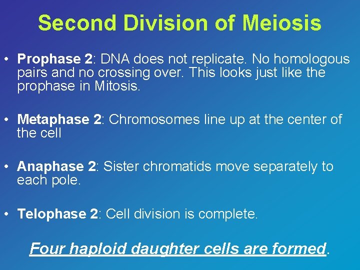 Second Division of Meiosis • Prophase 2: DNA does not replicate. No homologous pairs