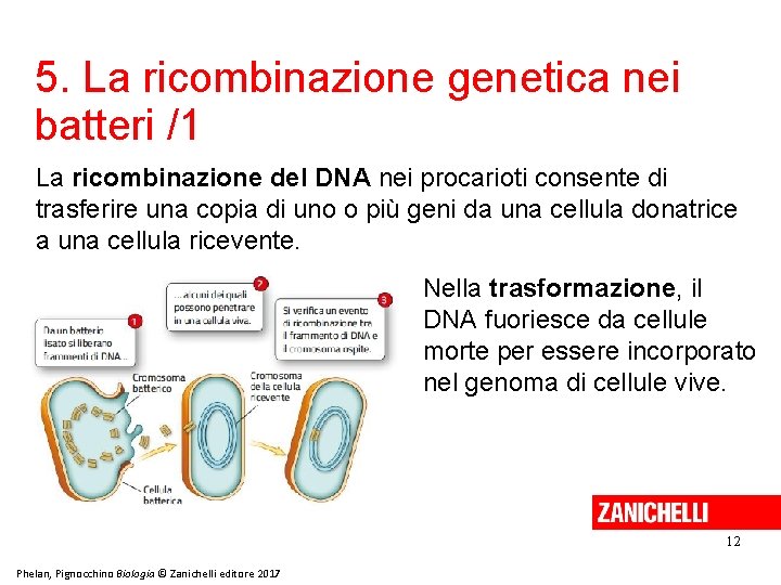 5. La ricombinazione genetica nei batteri /1 La ricombinazione del DNA nei procarioti consente