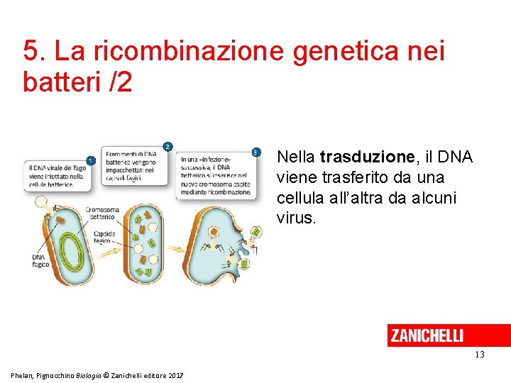 5. La ricombinazione genetica nei batteri /2 Nella trasduzione, il DNA viene trasferito da